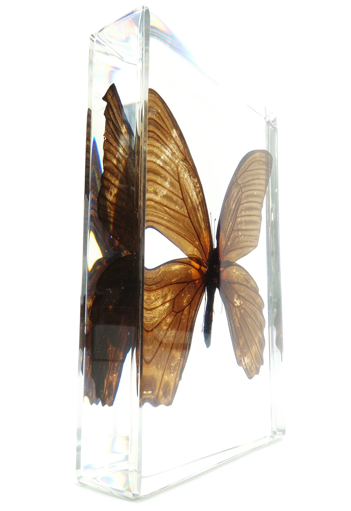 Papilio Memnon 90mmx135mm
