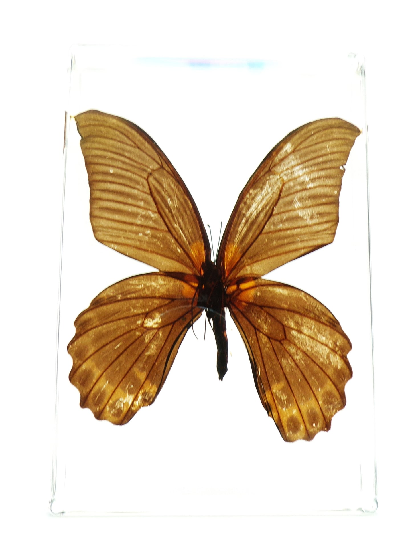 Papilio Memnon 90mmx135mm