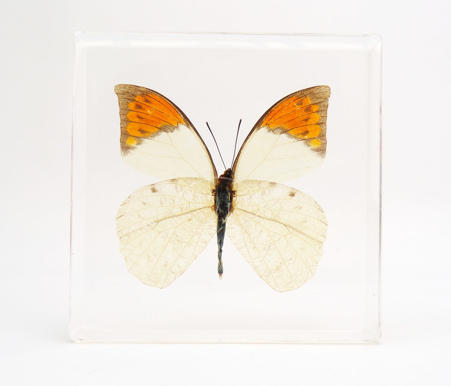 Hebomoia Glaucippe (Linnaeus) 95mmx95mm