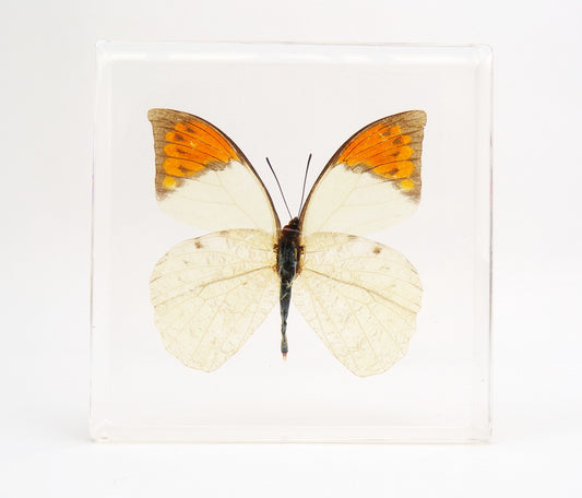 Timelaea Maculata 75mm x 75mm