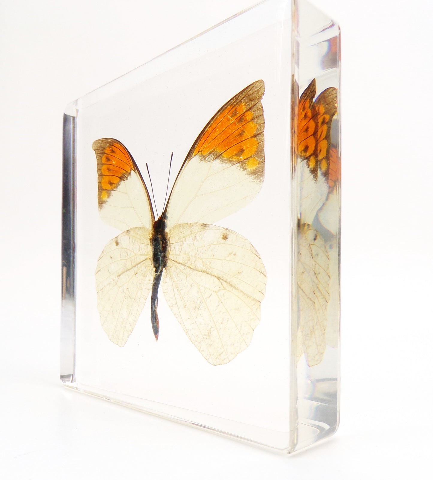 Hebomoia Glaucippe (Linnaeus) 95mmx95mm