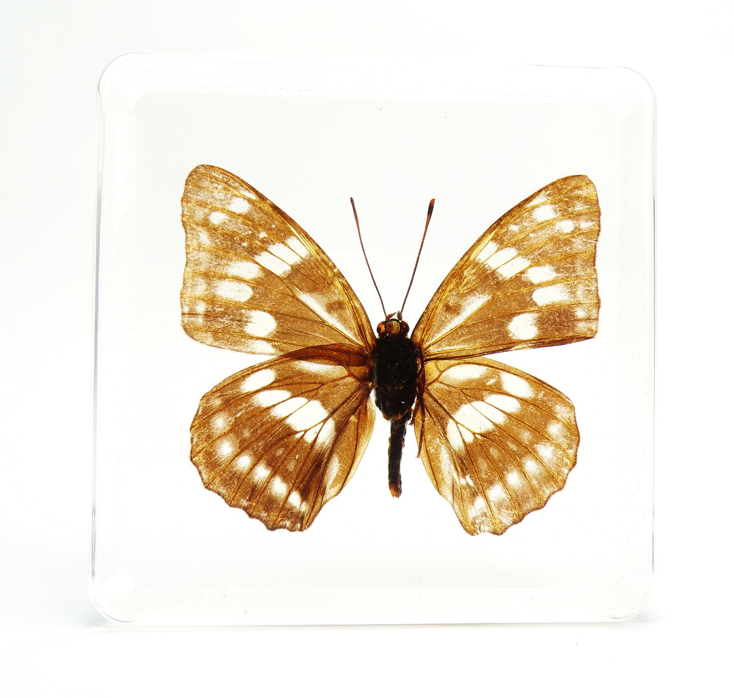 Hestina Persimilis (Westwood) 75mmx75mm