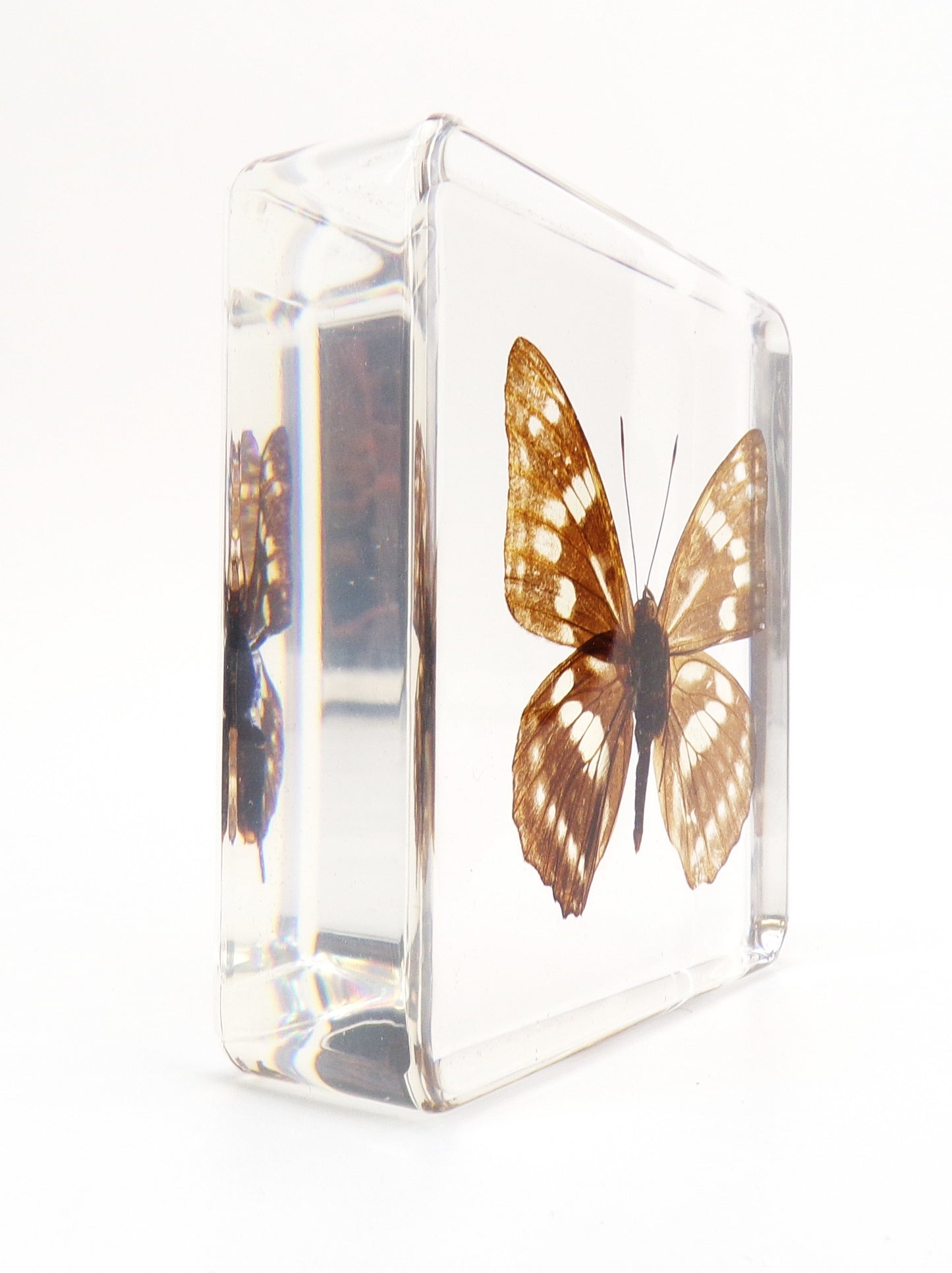 Hestina Persimilis (Westwood) 75mmx75mm