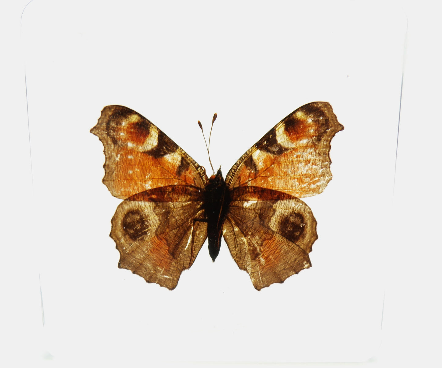 Inachis Io (Linnaeus) 75mmx75mm