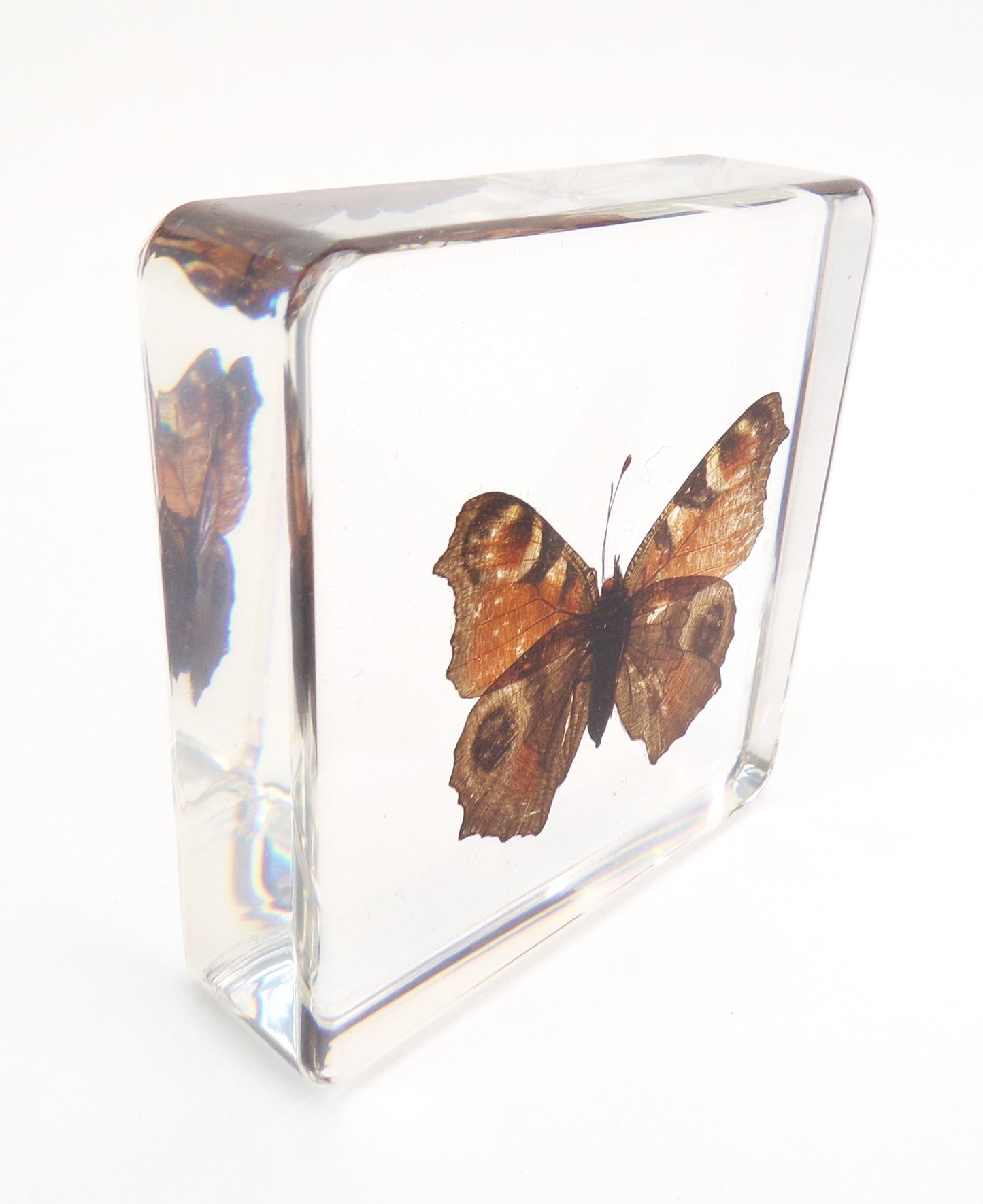 Inachis Io (Linnaeus) 75mmx75mm