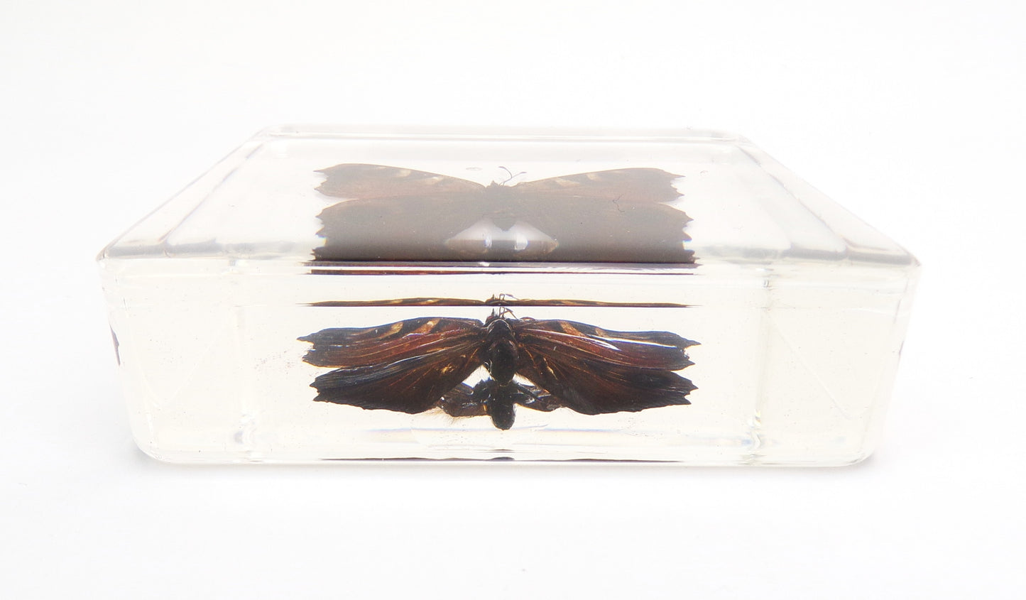 Inachis Io (Linnaeus) 75mmx75mm