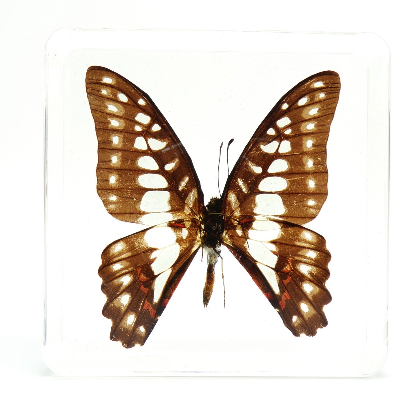 Graphium Chironides (Honrath) 75mmx75mm