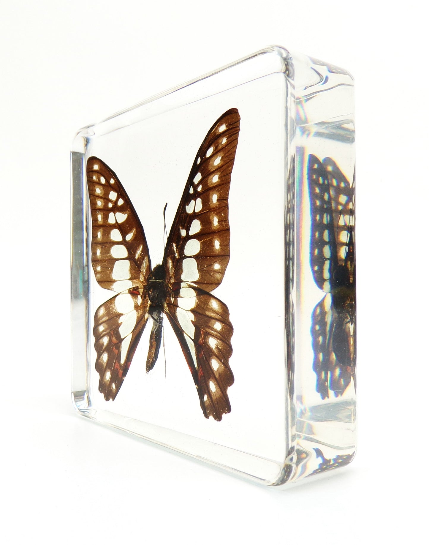 Graphium Chironides (Honrath) 75mmx75mm