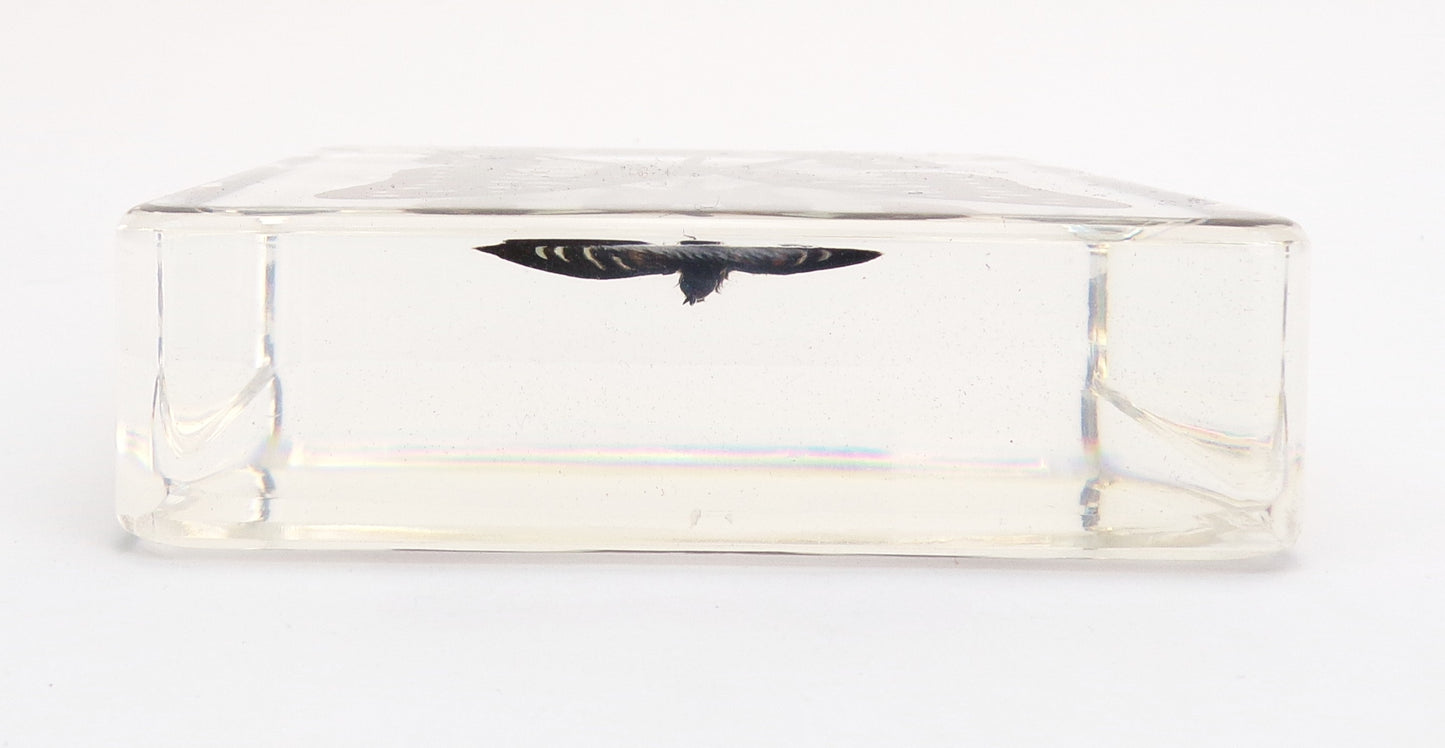 Graphium Chironides (Honrath) 75mmx75mm