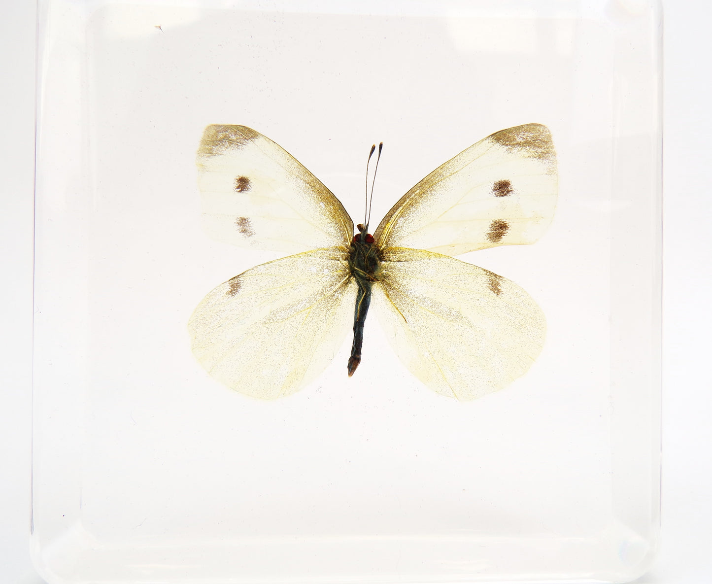 Pieris Rapae (Linnaeus) 75mmx75mm