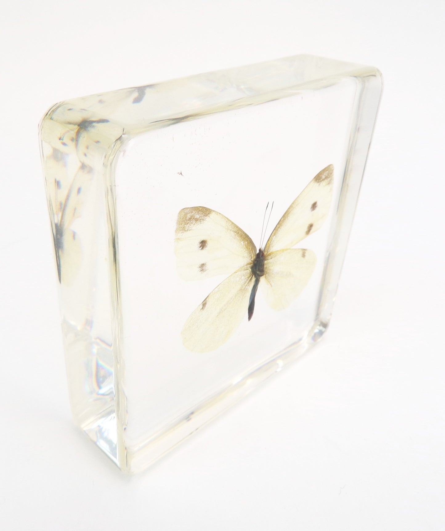 Pieris Rapae (Linnaeus) 75mmx75mm