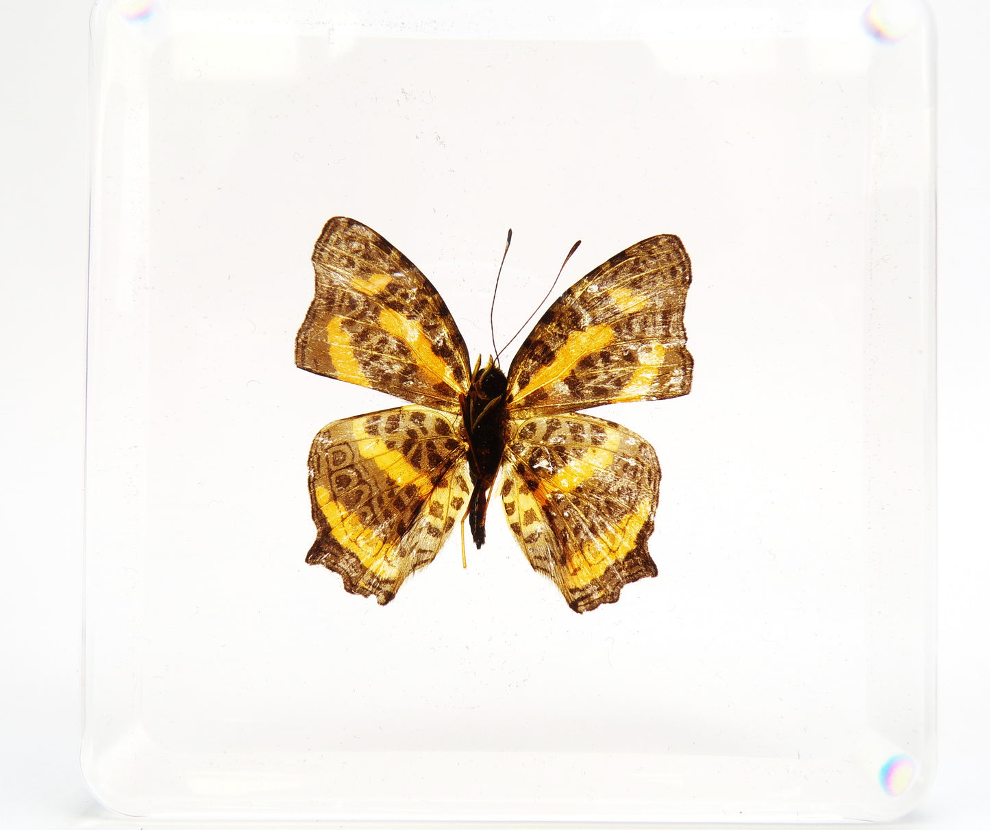 Symbrenthia Brabira (Moore) 75mmx75mm