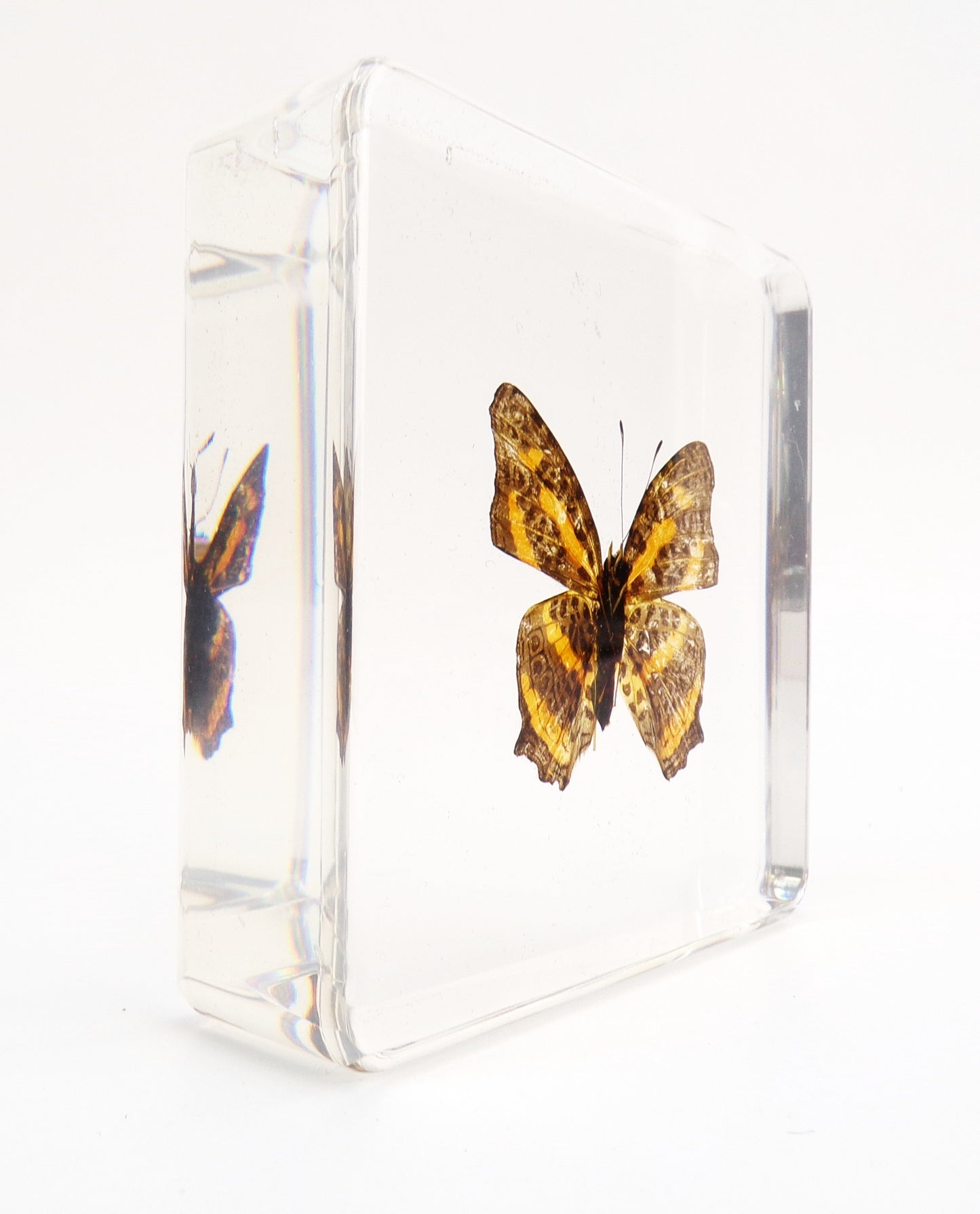 Symbrenthia Brabira (Moore) 75mmx75mm
