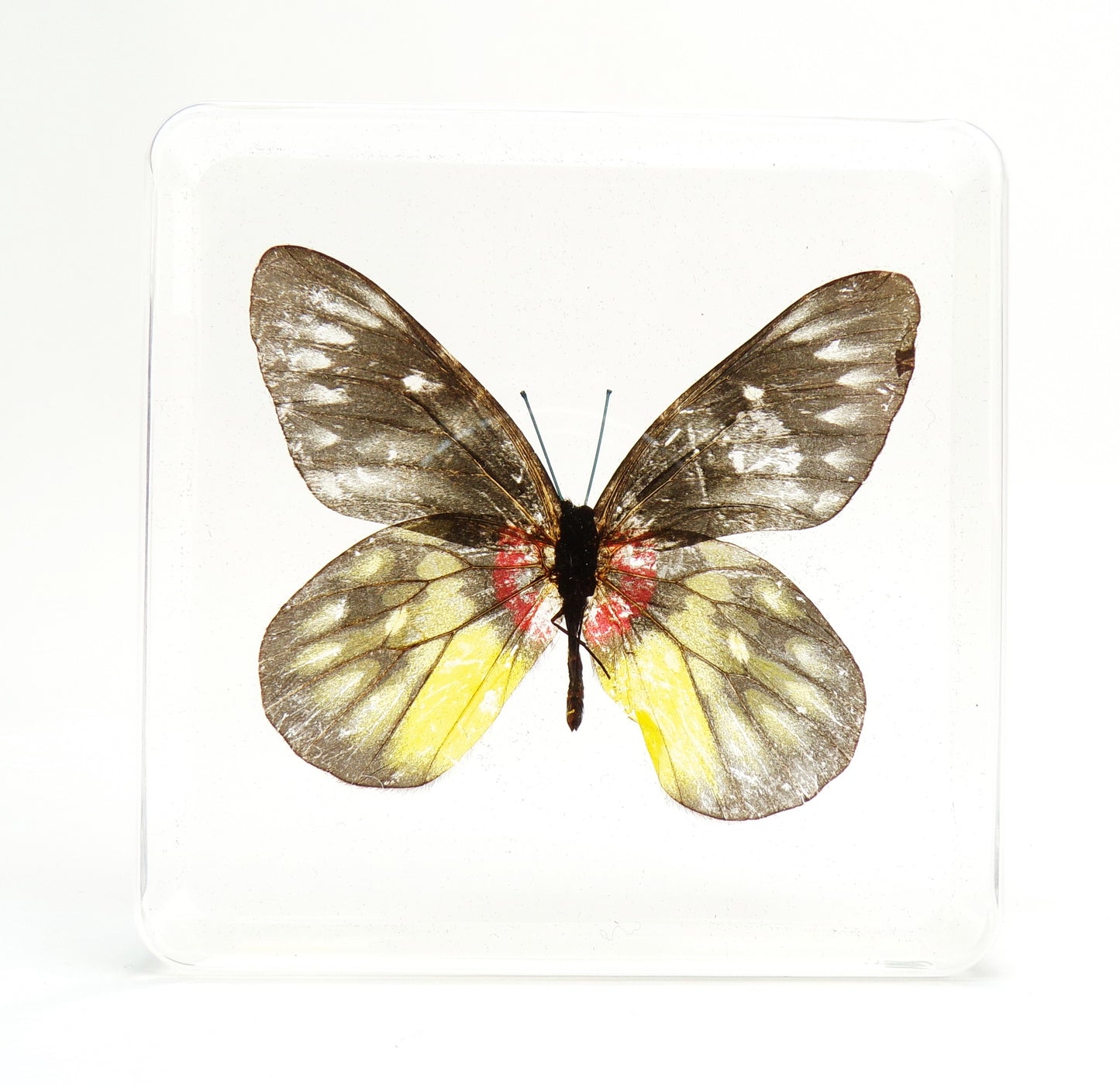 Delias Pasithoe (Linnaeus) 75mmx75mm