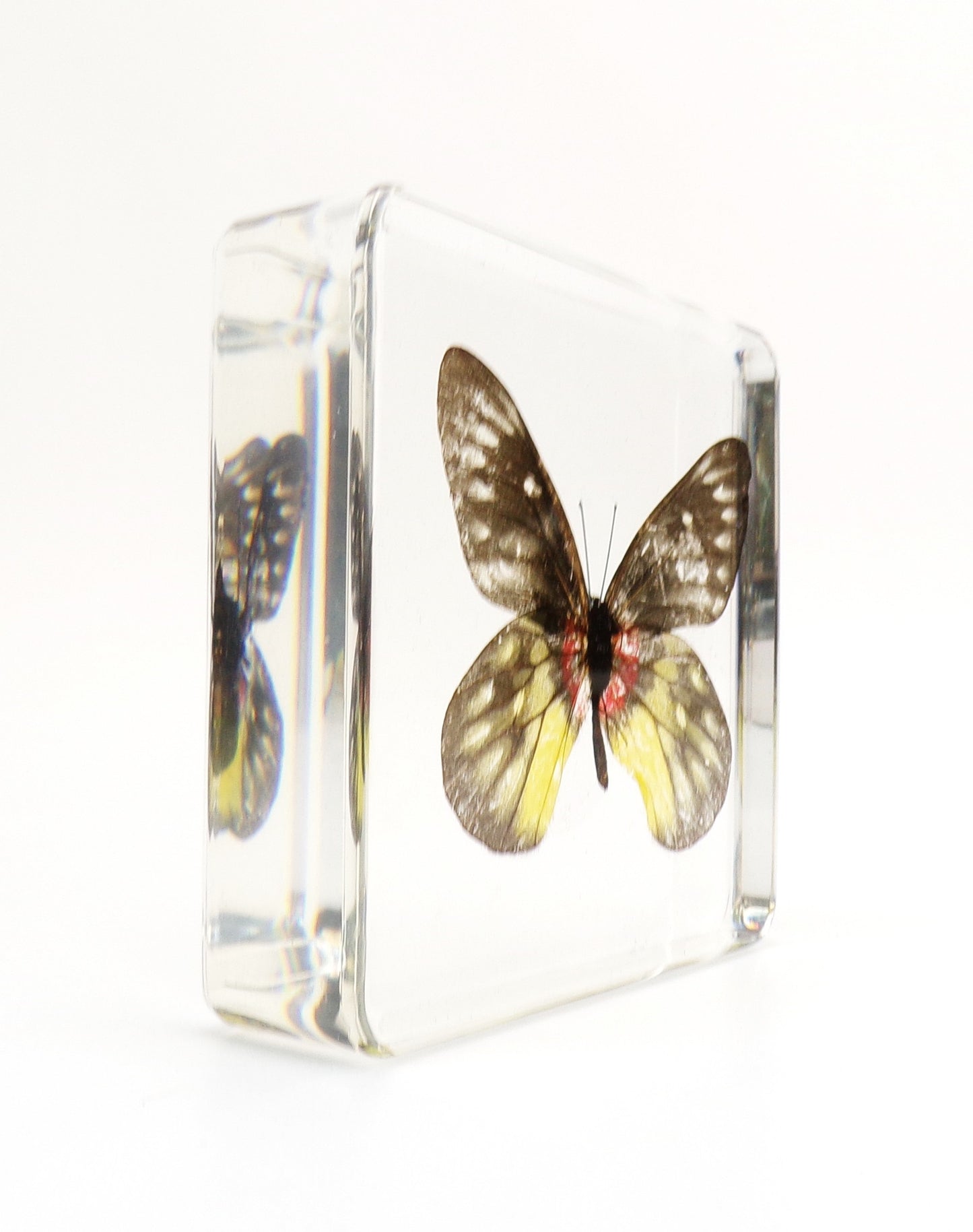 Delias Pasithoe (Linnaeus) 75mmx75mm