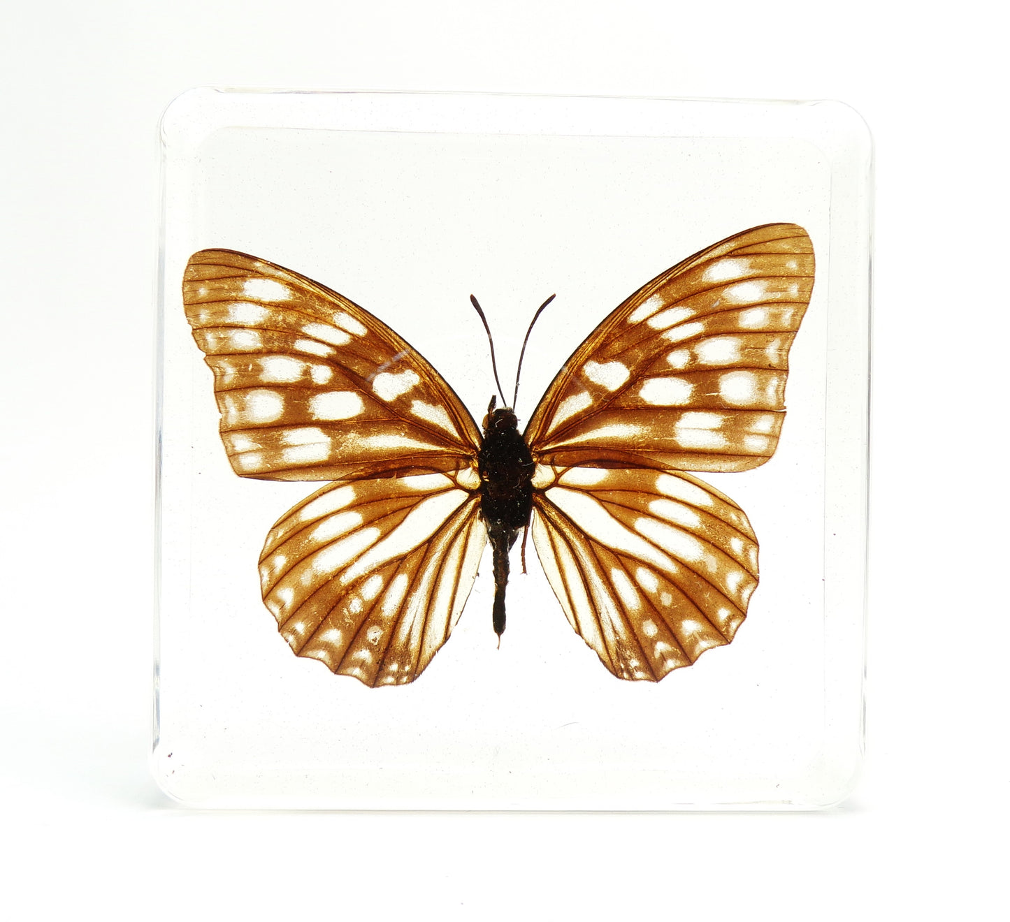 Mimathyma Nycteis 75mmx75mm