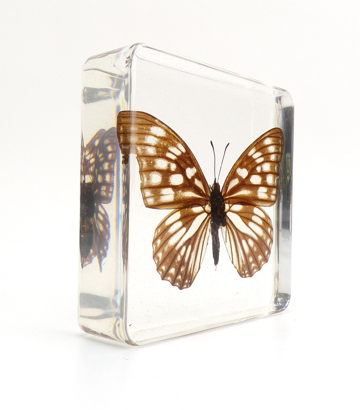 Mimathyma Nycteis 75mmx75mm