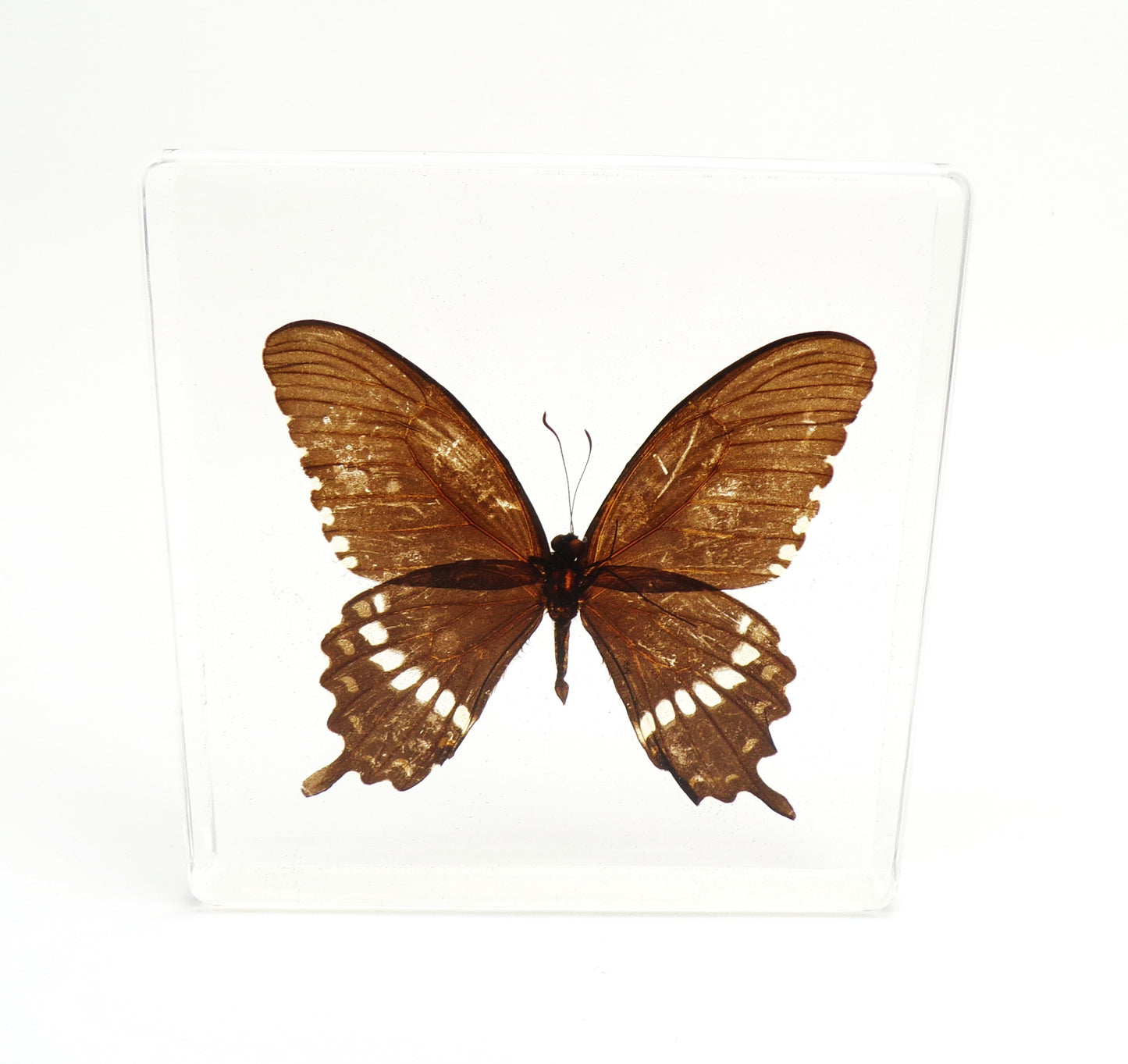 Papilio Polytes 95mmx95mm
