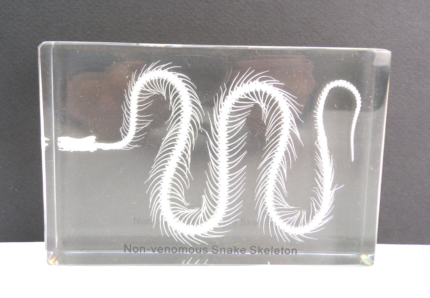 Slang Skelet 135mmx90mm