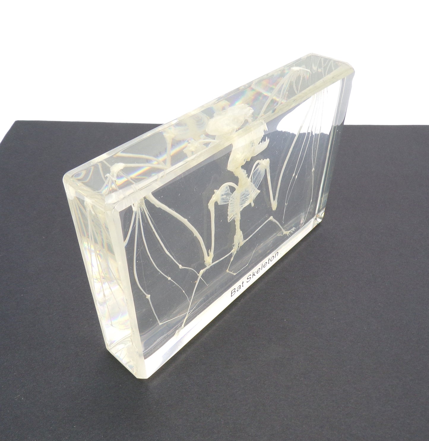 Vleermuis skelet 135mmx90mm