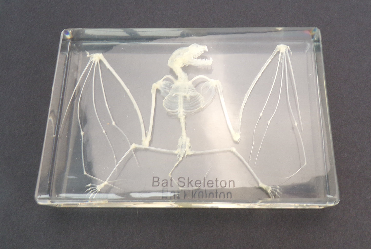 Vleermuis skelet 135mmx90mm