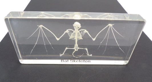 Vleermuis skelet 140mmx65mm