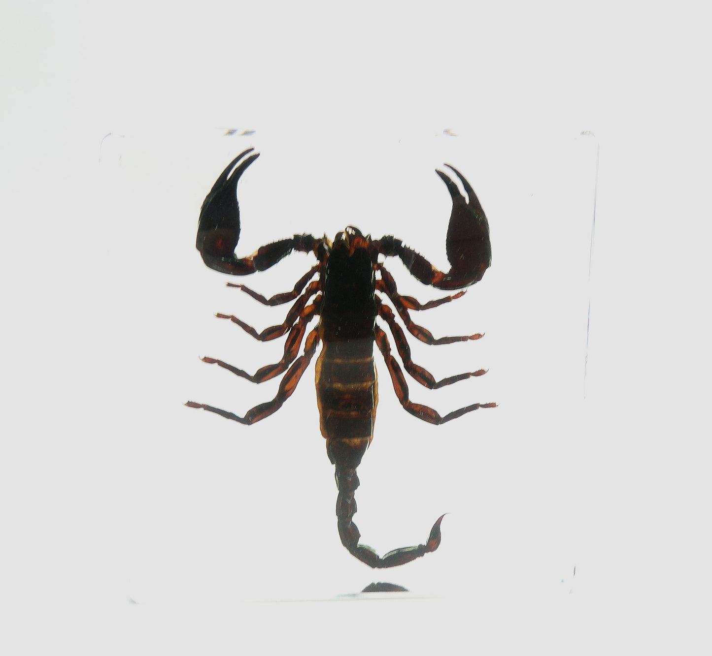 Schorpioen 95mmx95mm