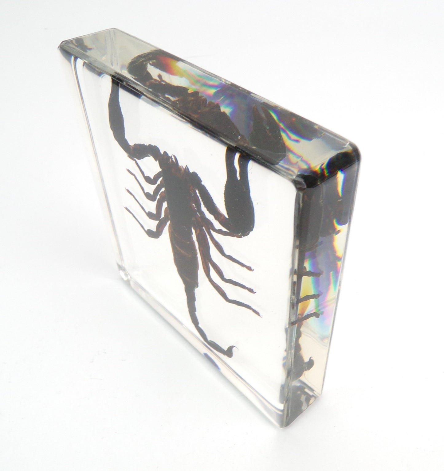 Schorpioen 95mmx95mm