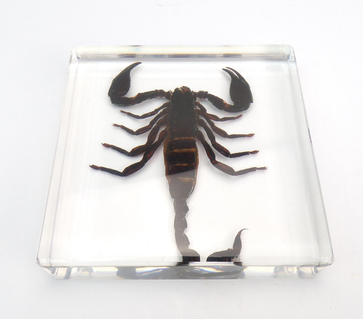 Schorpioen 95mmx95mm