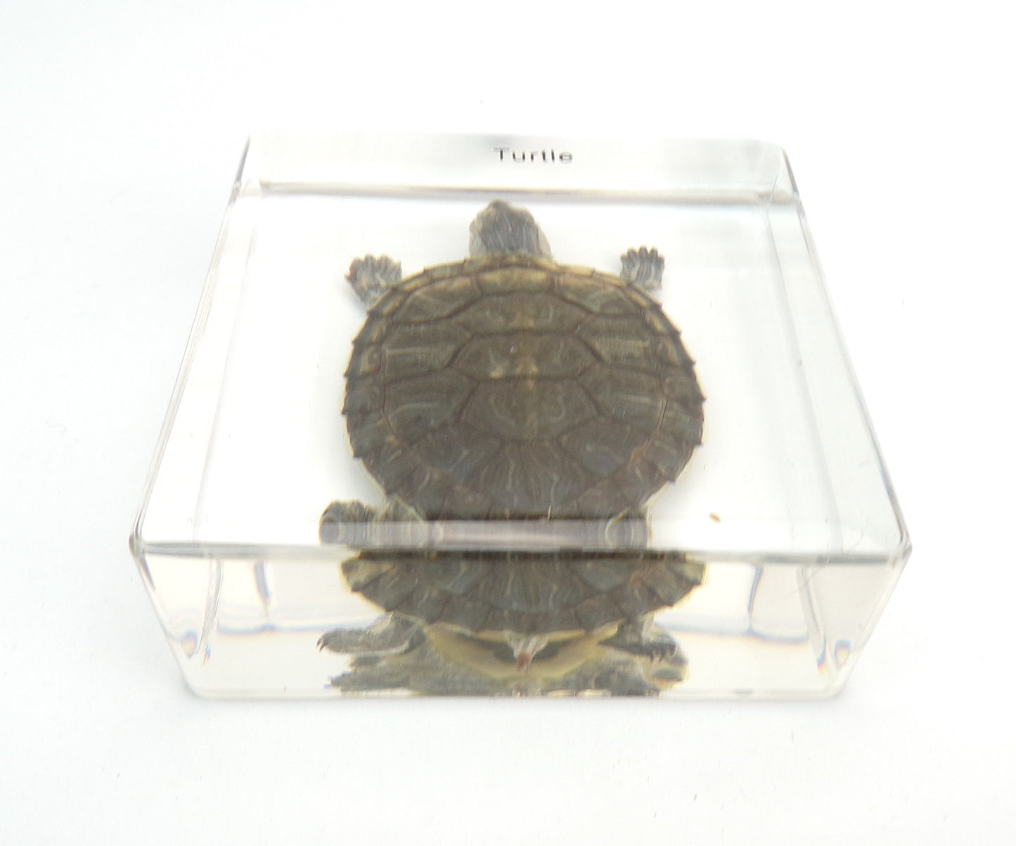 Schildpad 75mmx75mm