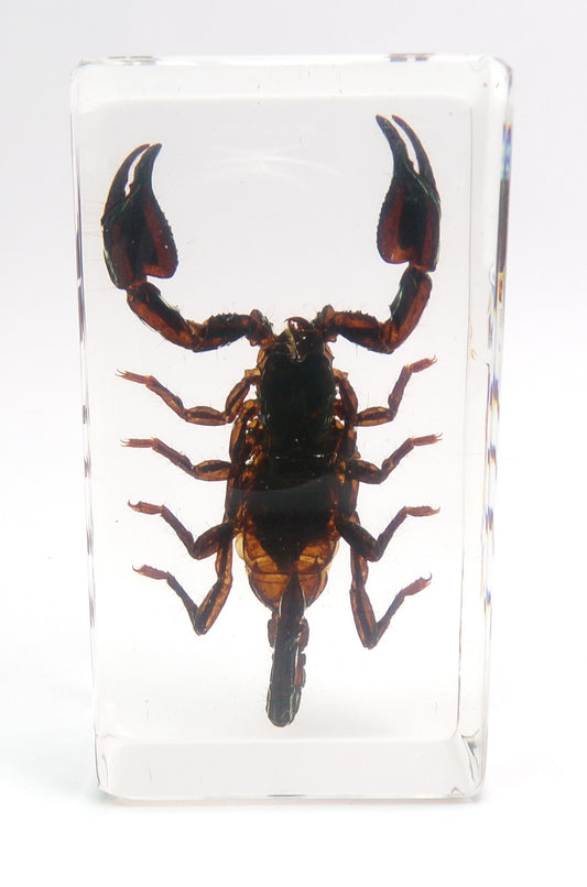 Zwarte schorpioen 75mmx41mm