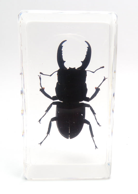 Vliegend hert (Dorcus titanus platymelus) 75mmx41mm