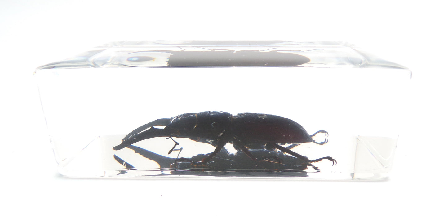 Vliegend hert (Dorcus titanus platymelus) 75mmx41mm