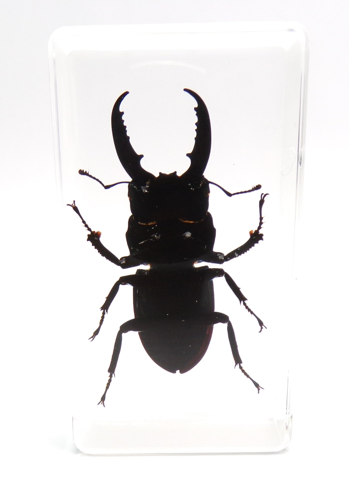 Vliegend hert (Dorcus titanus platymelus) 75mmx41mm
