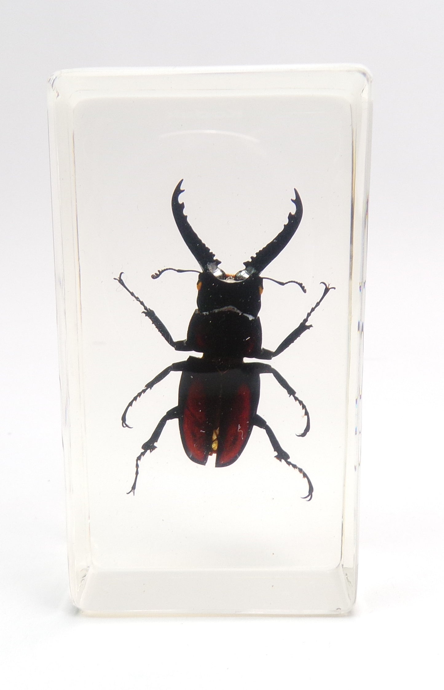 Vliegend hert (Prosopocoilus spineus) 75mmx41mm
