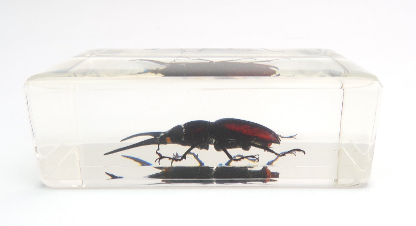 Vliegend hert (Prosopocoilus spineus) 75mmx41mm