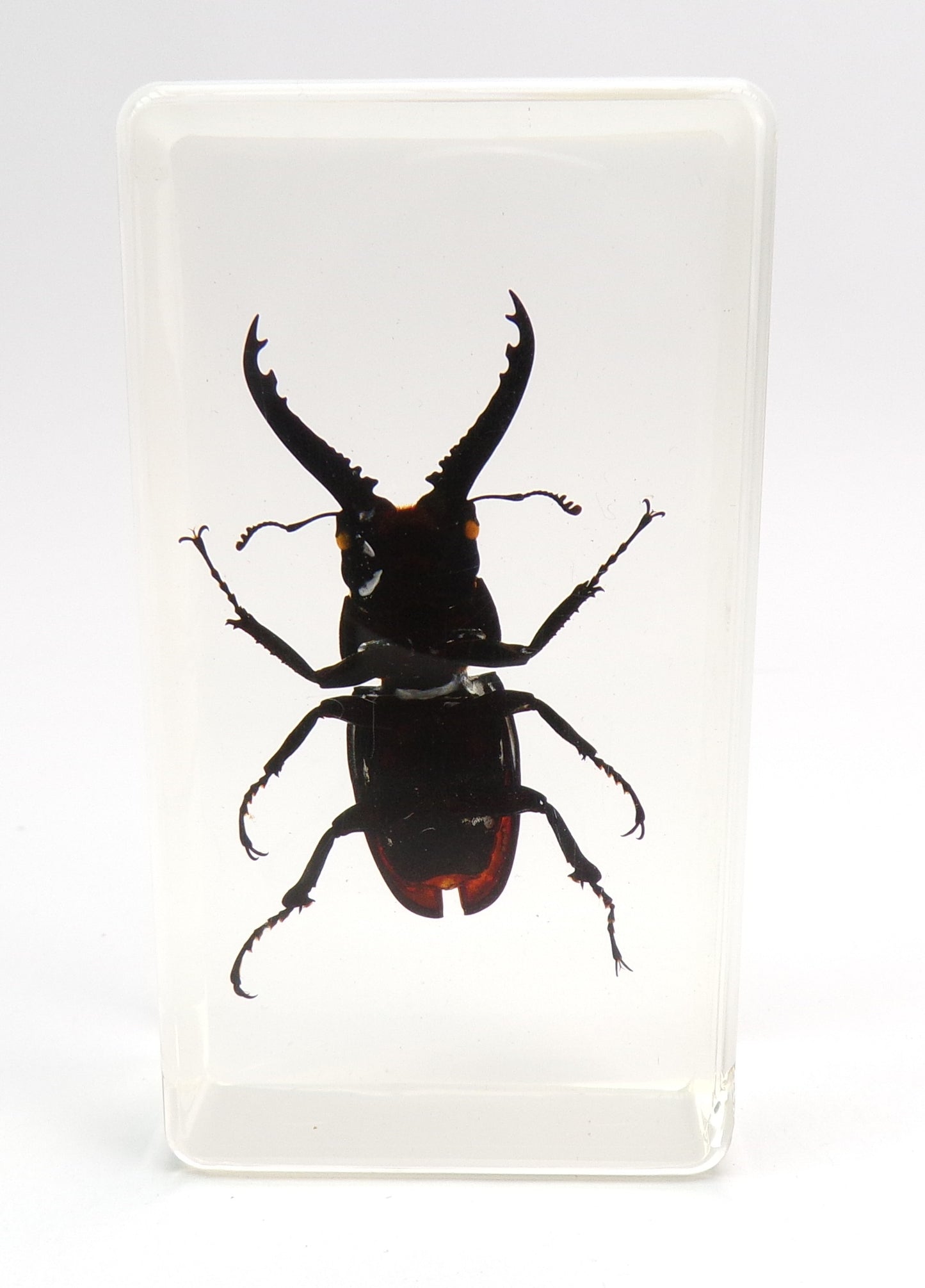 Vliegend hert (Prosopocoilus spineus) 75mmx41mm