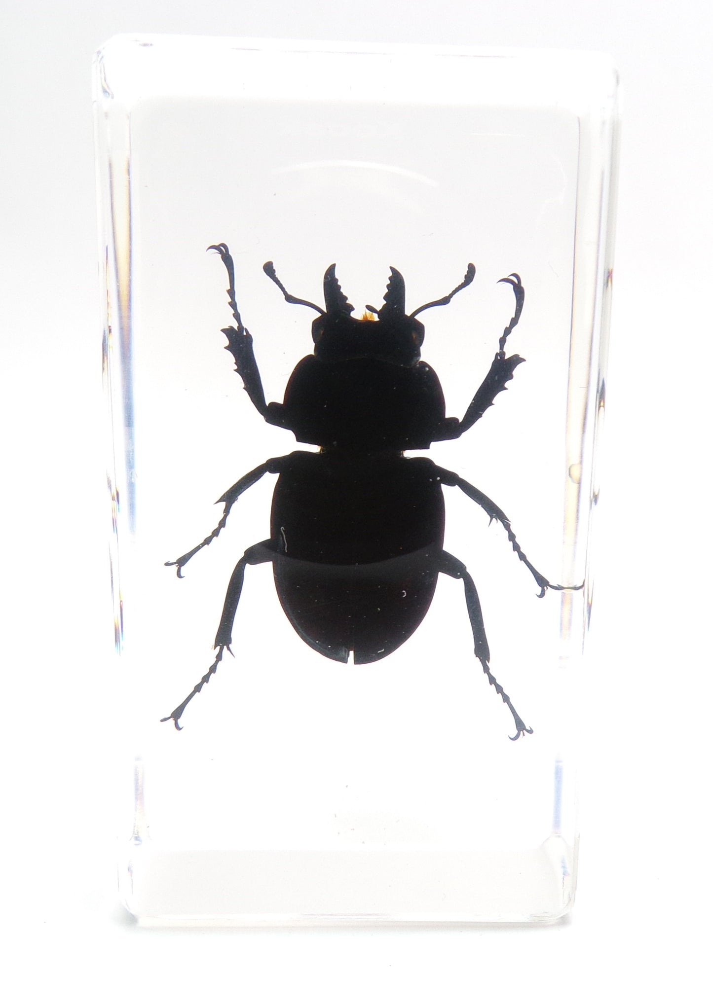 Vliegend hert (Odontolabis platynota) 75mmx41mm