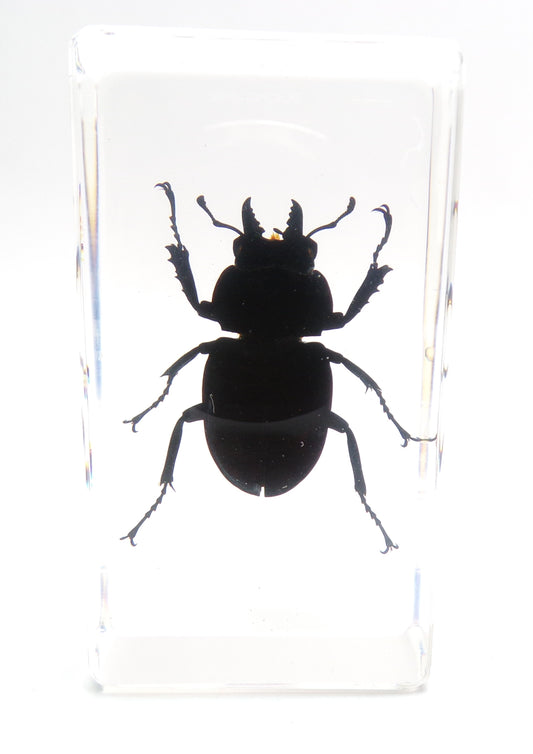 Vliegend hert (Odontolabis platynota) 75mmx41mm