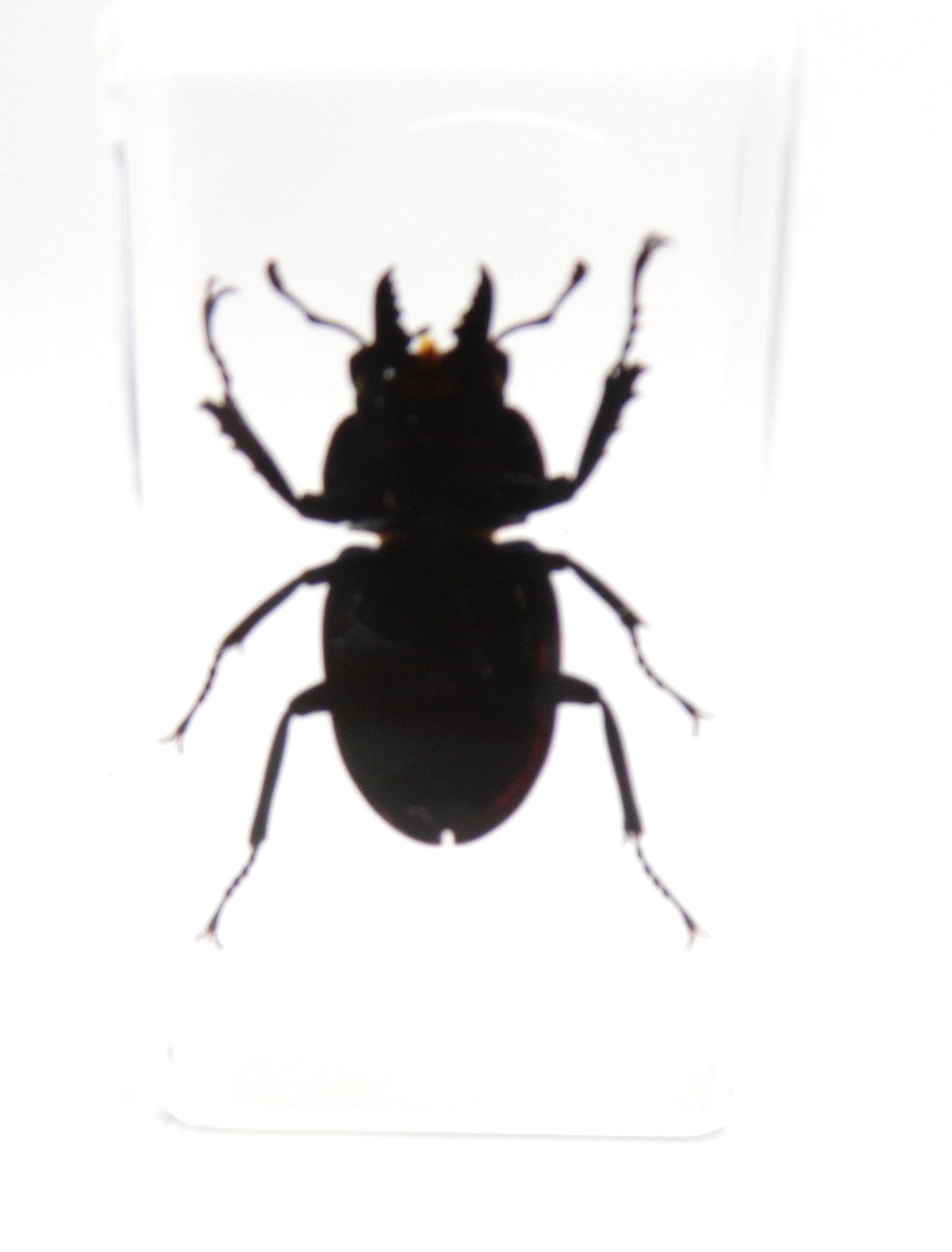 Vliegend hert (Odontolabis platynota) 75mmx41mm