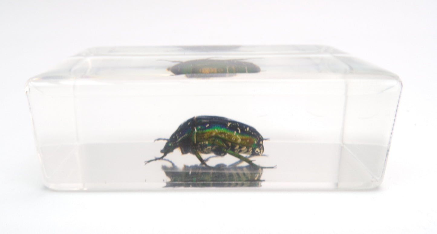 Kever 75mmx41mm
