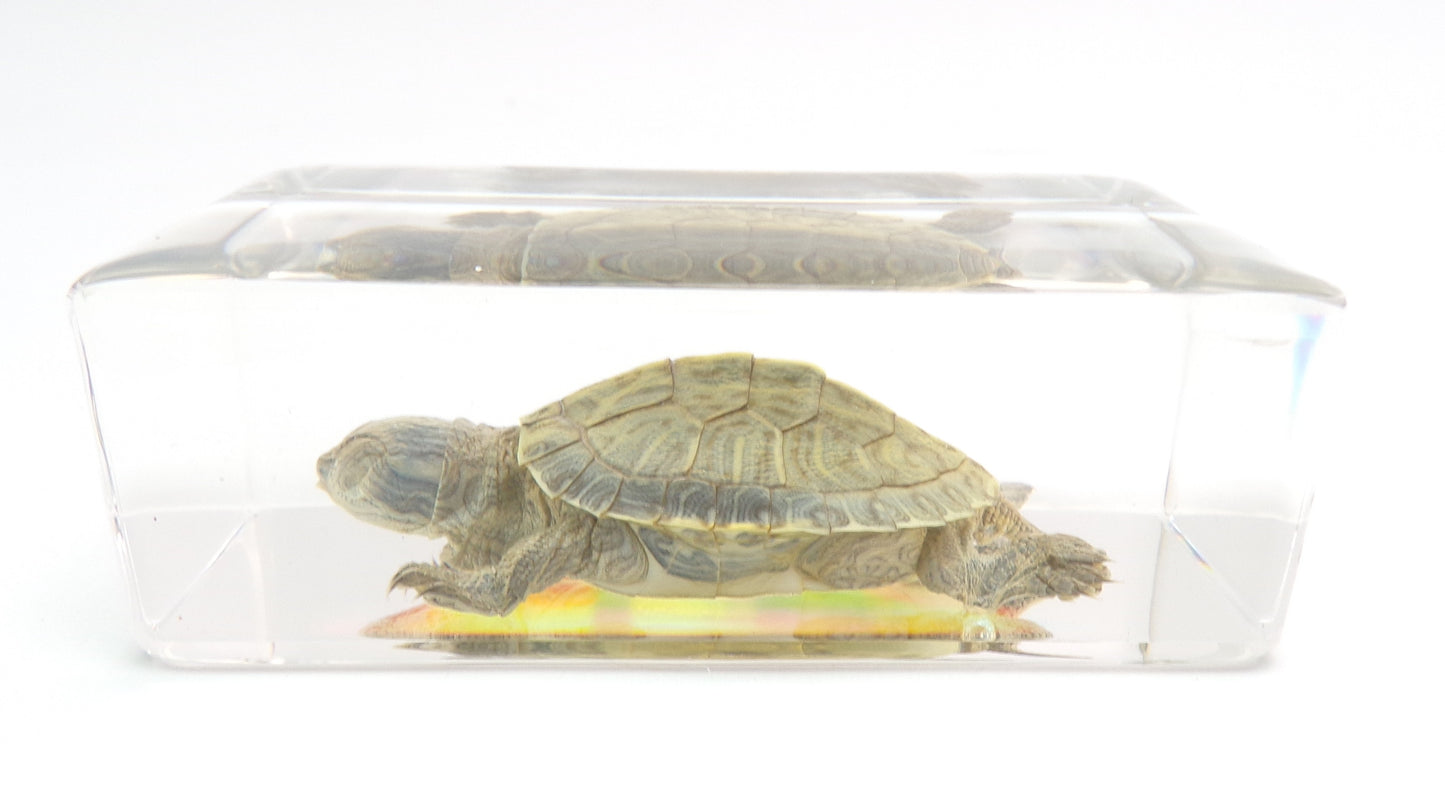 Schildpad 75mmx41mm
