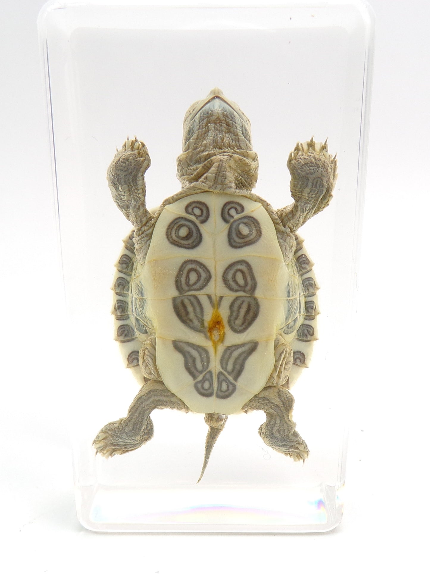 Schildpad 75mmx41mm