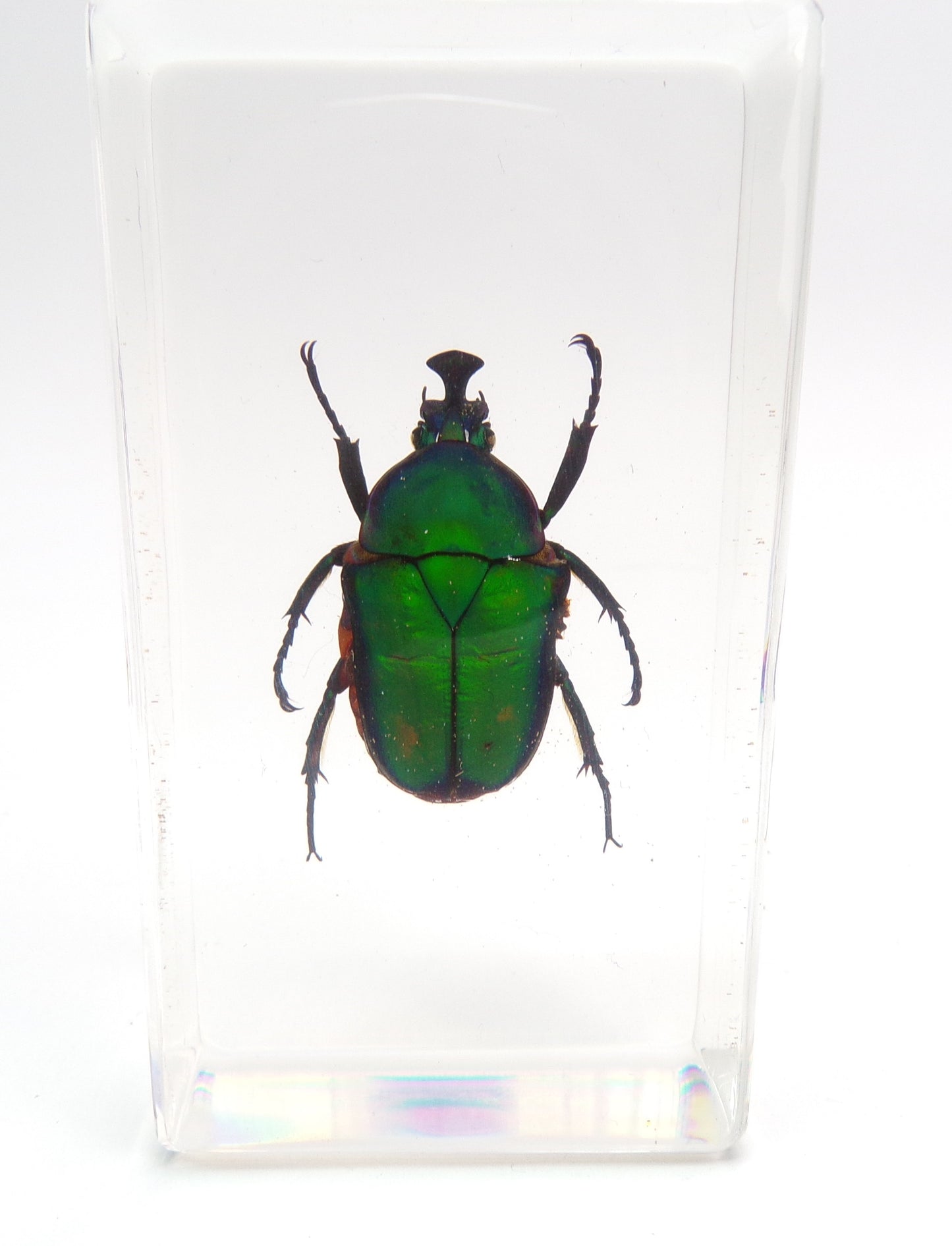 Kever 75mmx41mm