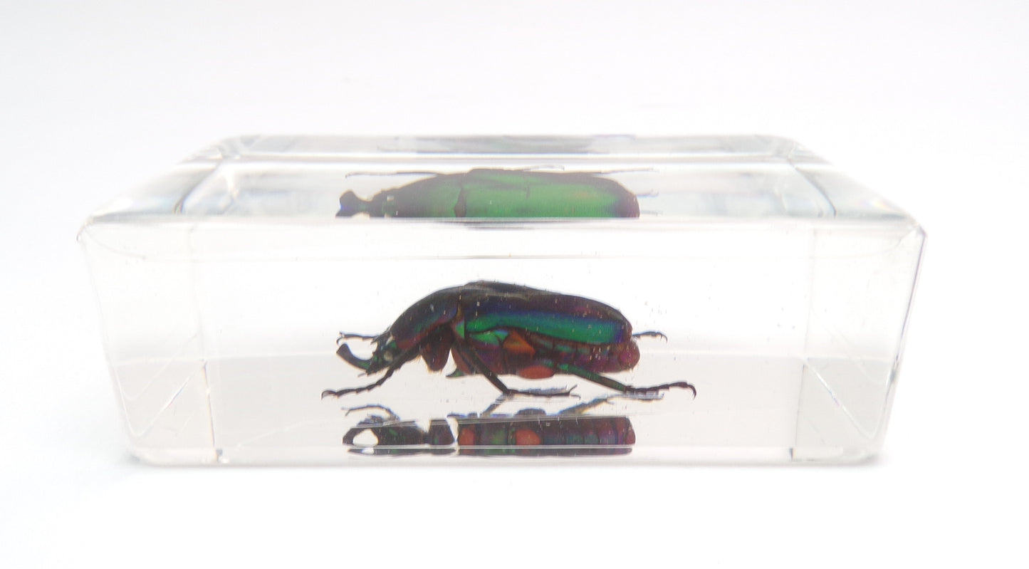 Kever 75mmx41mm
