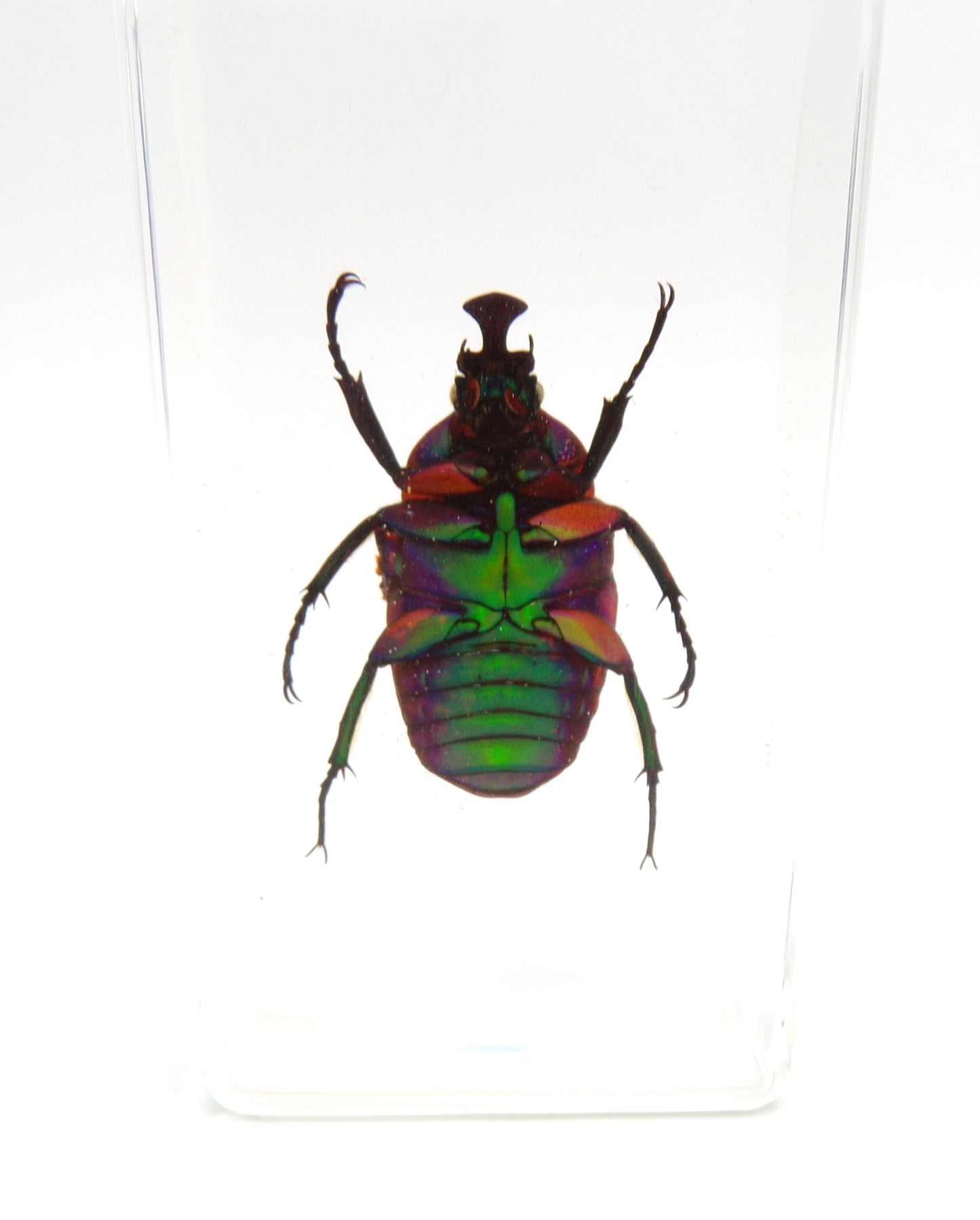 Kever 75mmx41mm