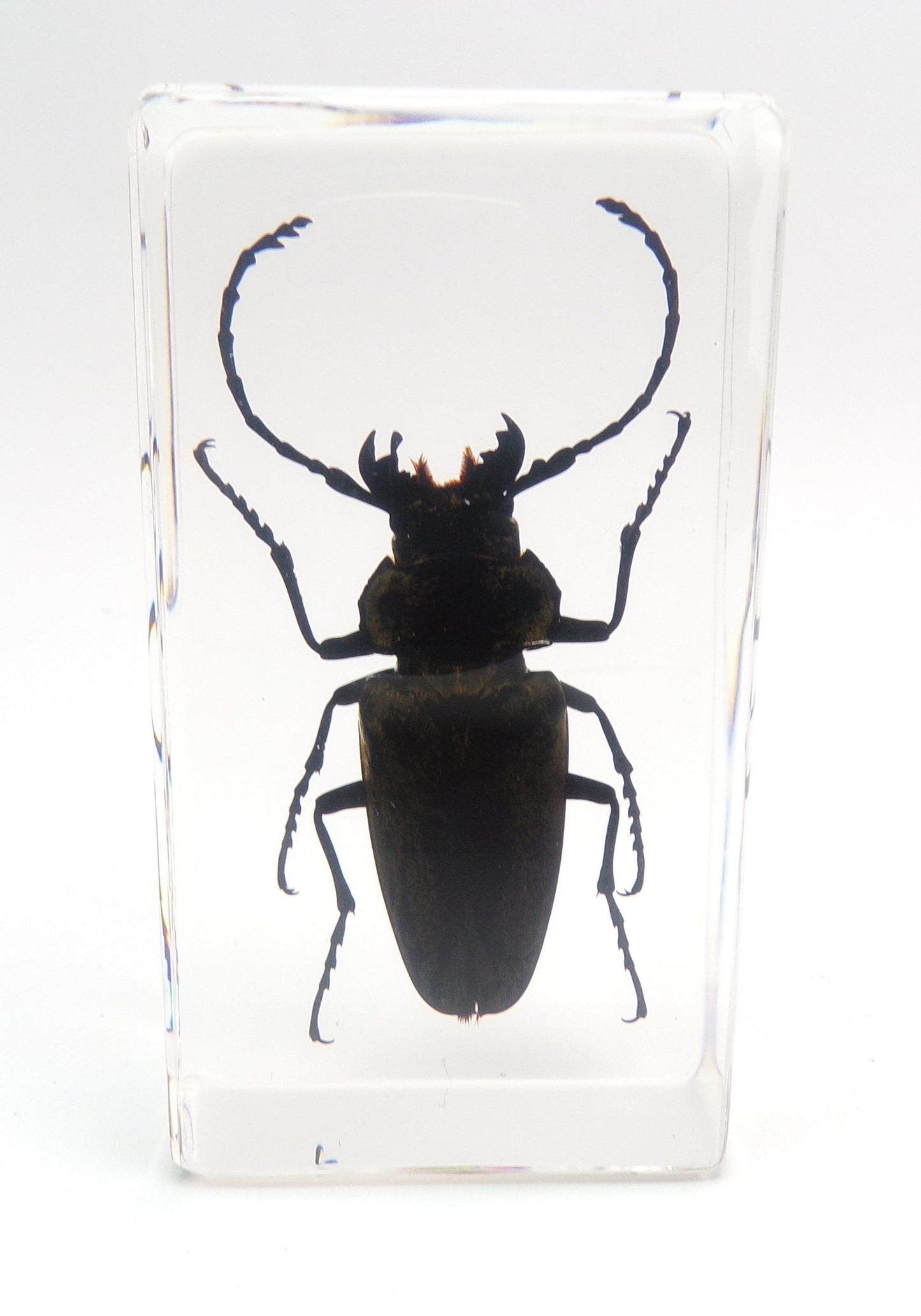 Trictenotoma Davidii 75mmx41mm