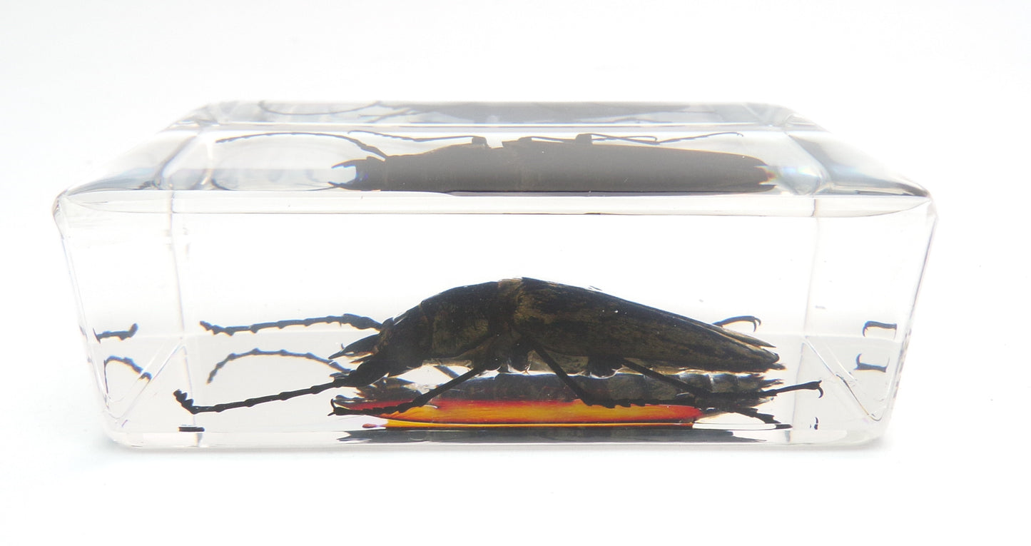 Trictenotoma Davidii 75mmx41mm