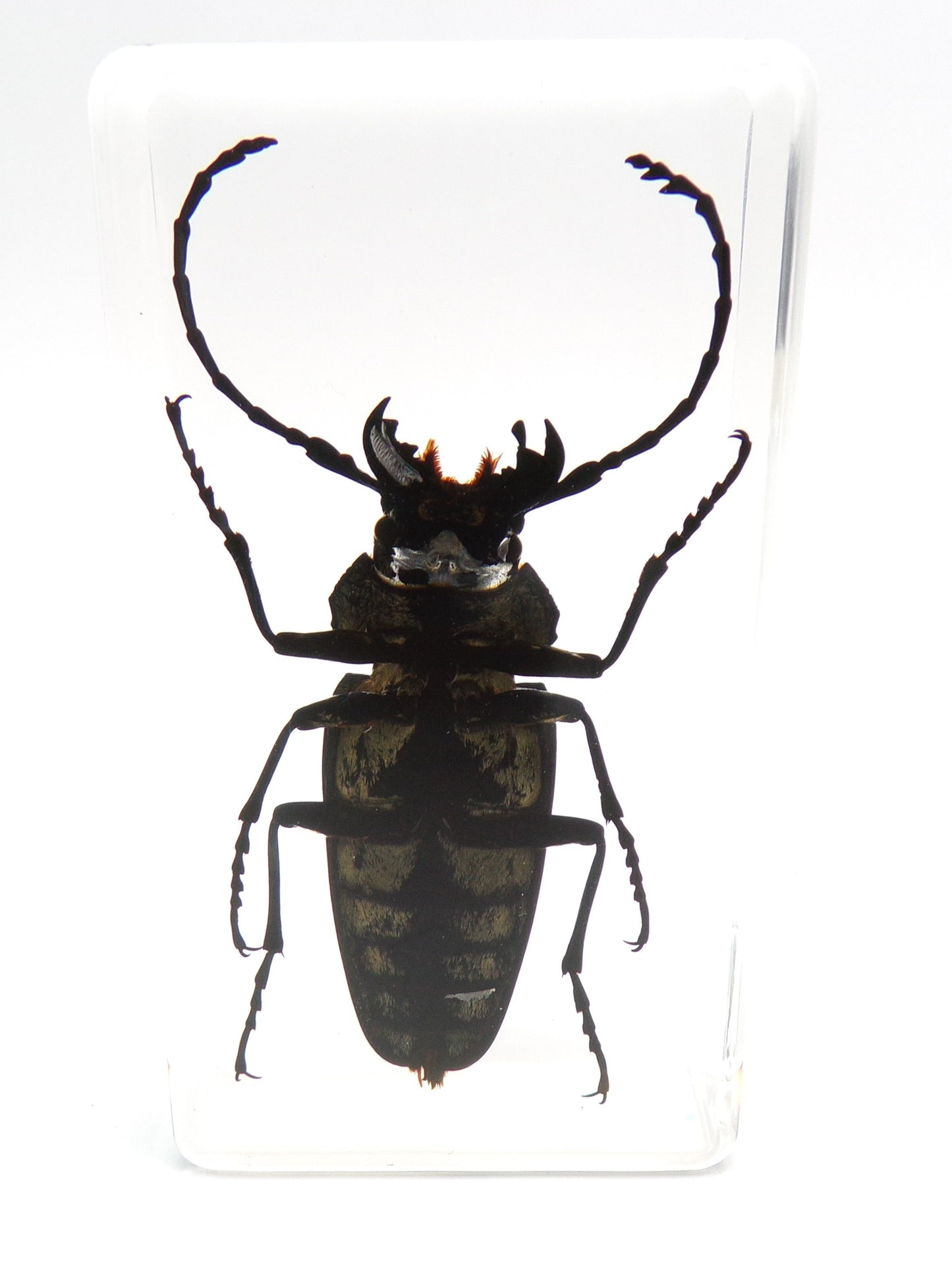 Trictenotoma Davidii 75mmx41mm