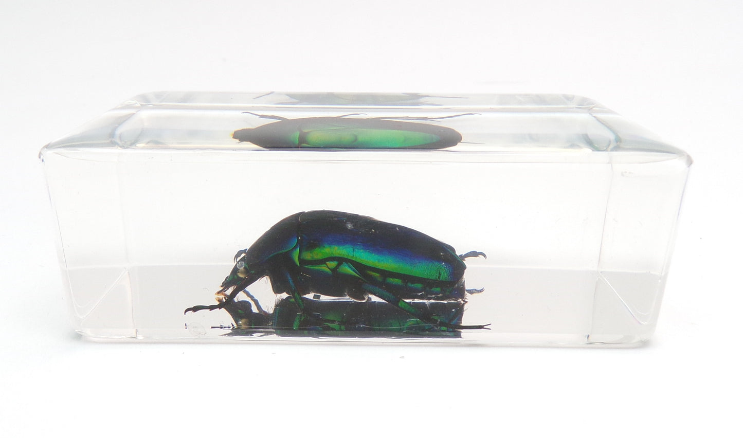 Kever 75mmx41mm